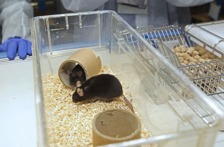 La psilocibina previene, en ratones, un efecto secundario de la quimioterapia