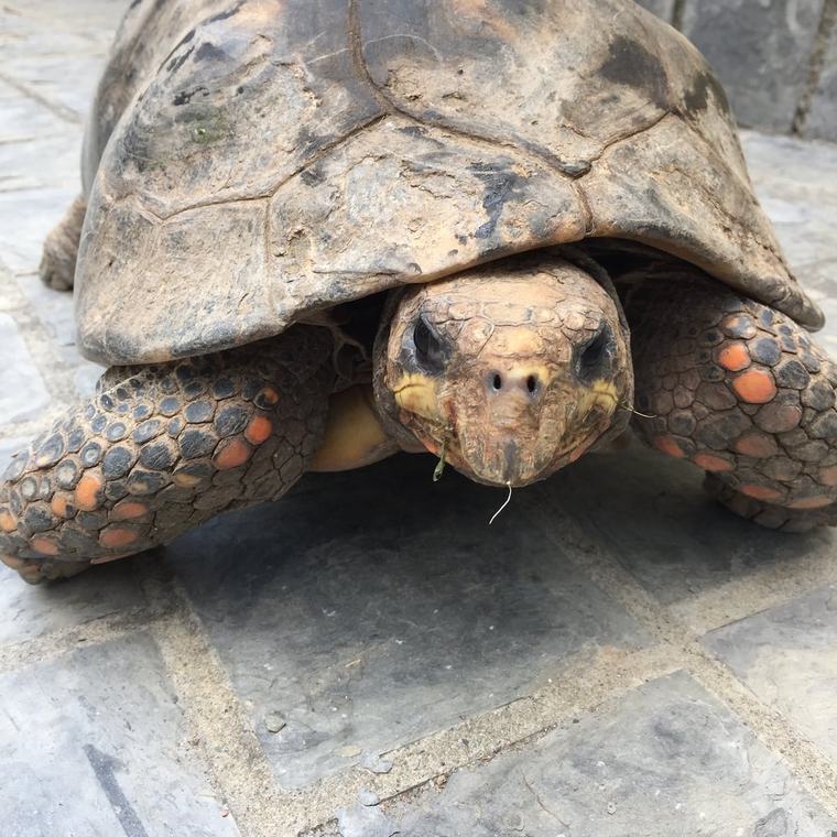 Encuentran tortuga de más de 100 libras en Gurabo