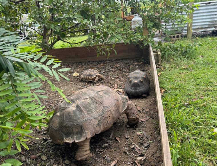 Agricultor de Humacao se ofrece a adoptar la tortuga encontrada en Gurabo