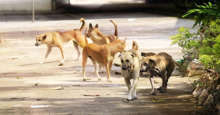 Senado aprueba sorteo que podría destinar $1.8 millones al rescate y esterilización de animales en la Isla